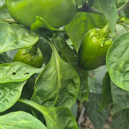 شقة Bosnian Secret