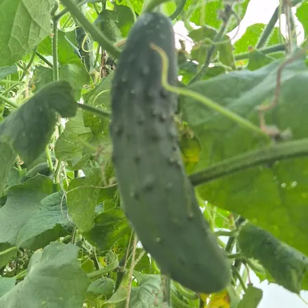 Bosnian Secret شقة