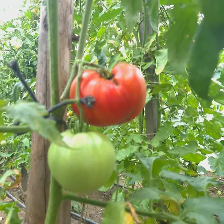 شقة Bosnian Secret سراييفو